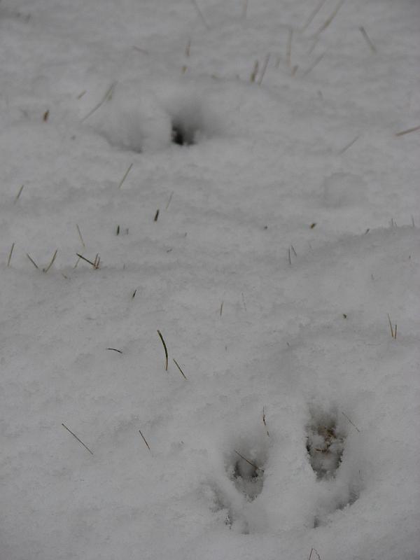2008-12-07_First_Snow 013.jpg